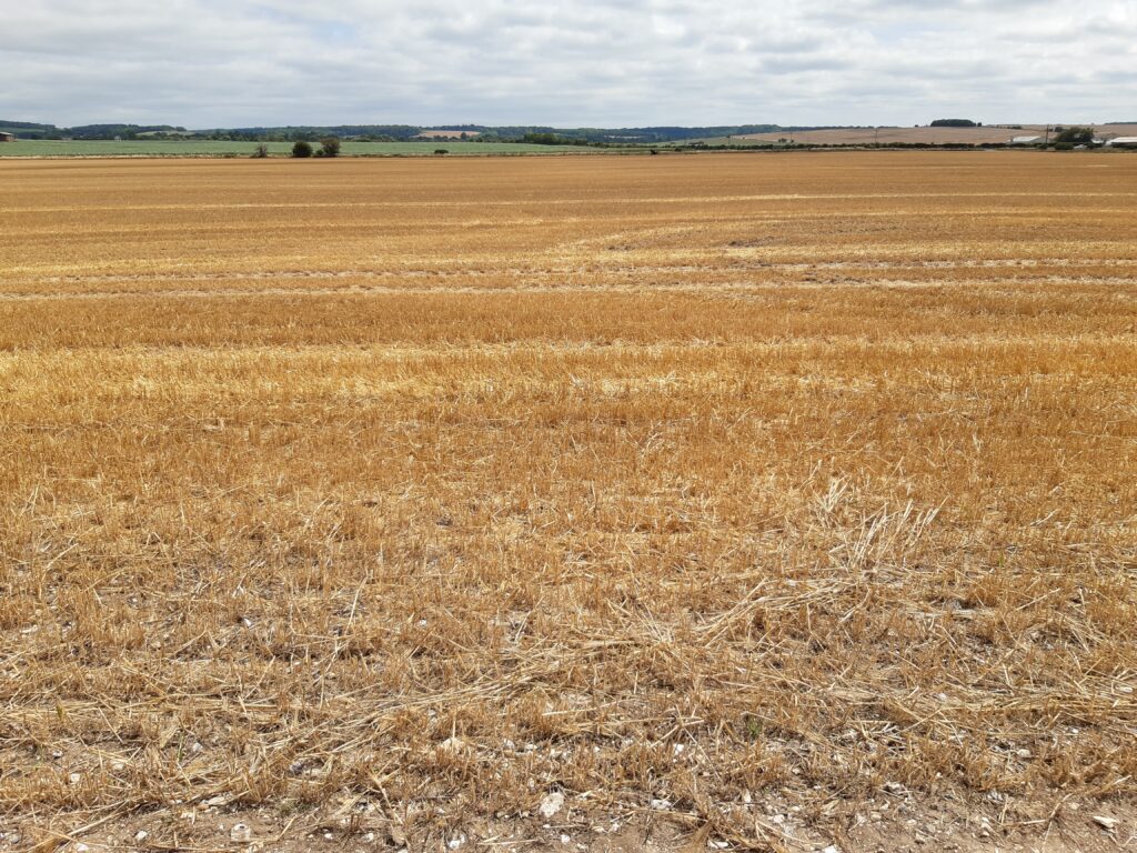 There's gold in them thar hills