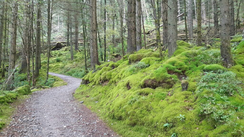 Lovely mossy forest