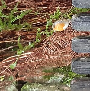 Bird at Glen Lyon post office