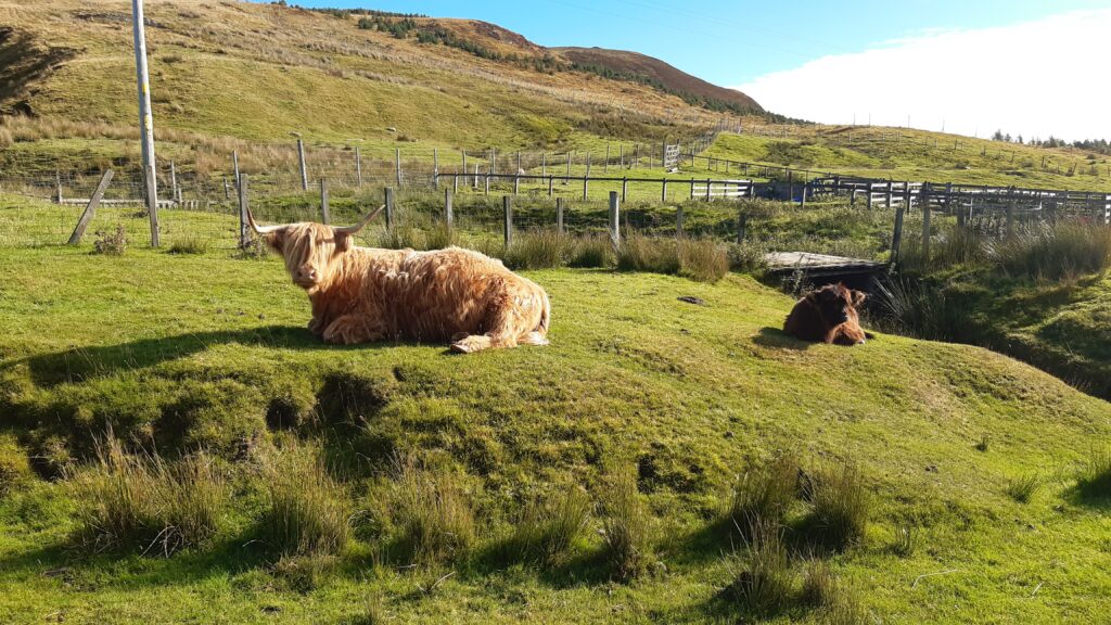 Hairy coos!