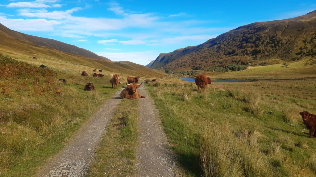 Highland traffic jam