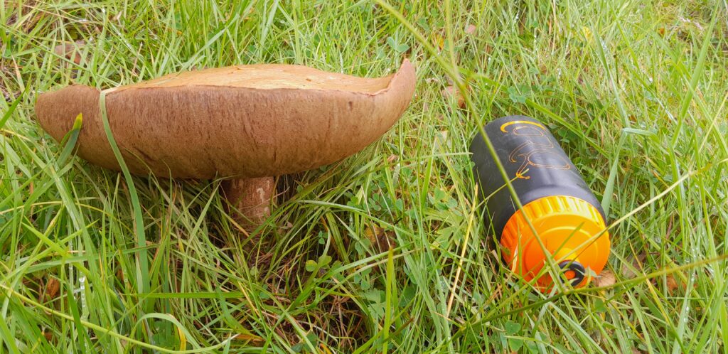 Malwinki is amazed at the size of this shroom. It's massive!