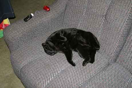 Hatchback relaxing at home Hatchback relaxing at home