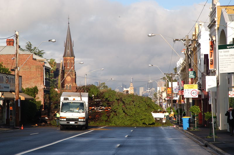 Trees furious with Melbourne weather, mass walkout ensues..