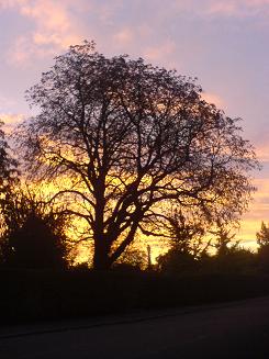 Regent's Park Tree over Telecom Tower