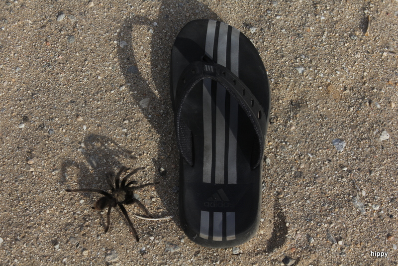 California Tarrantula California Tarrantula